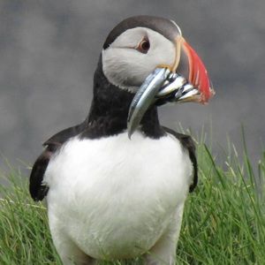 Meet your Posher, AJ